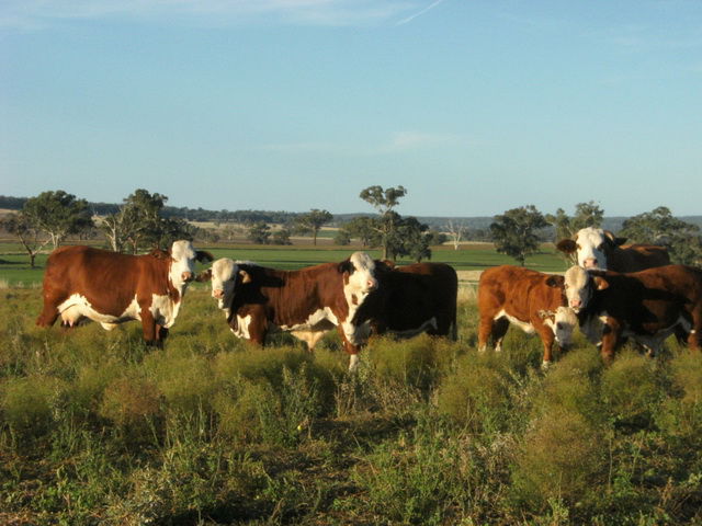 Southern cross ford au #9